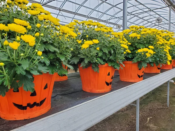 Žluté Podzimní Maminka Rostliny Halloweenské Oranžové Bušlové Koše — Stock fotografie