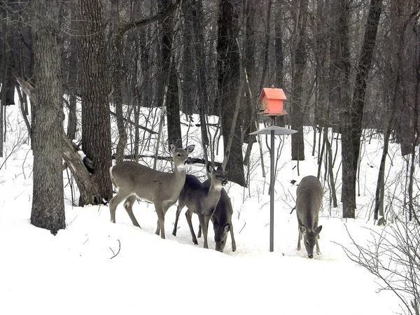 White Tailed Deer Herd Red Birdhouse Michigan Winter Woods — Stock Photo, Image