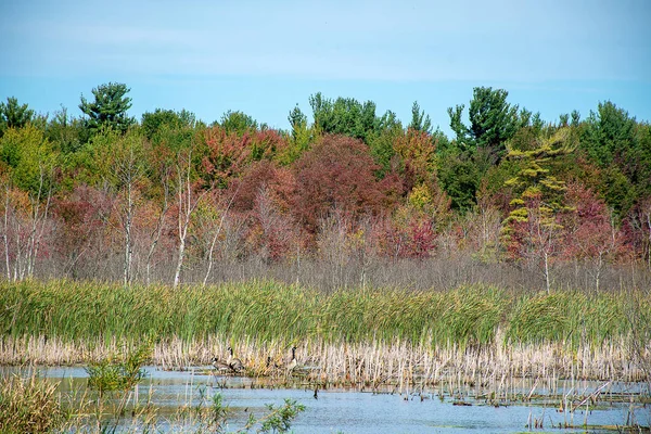 Manada Gansos Del Canadá Humedal Otoño —  Fotos de Stock