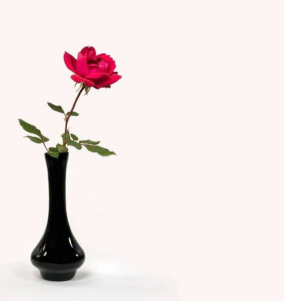 Ένα Κόκκινο Τριαντάφυλλο Μαύρο Βάζο Απομονωμένο Λευκό Φόντο Royalty Free Εικόνες Αρχείου