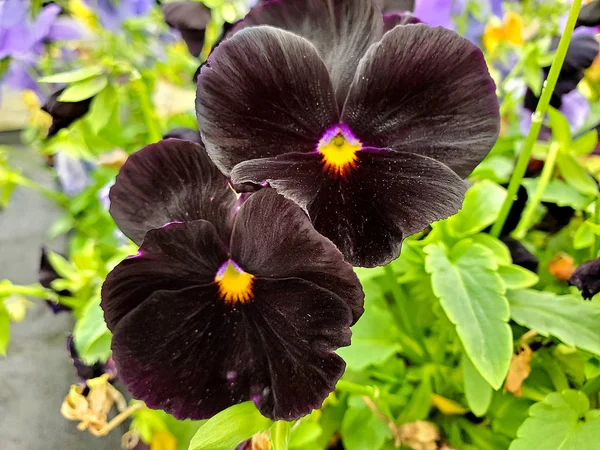Gros Plan Fleurs Panse Noire Sur Plante — Photo