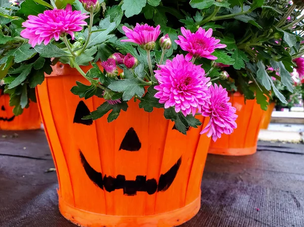 Bright Pink Fall Mum Plant Orange Pumpkin Wooden Bushel Basket — Stock Photo, Image