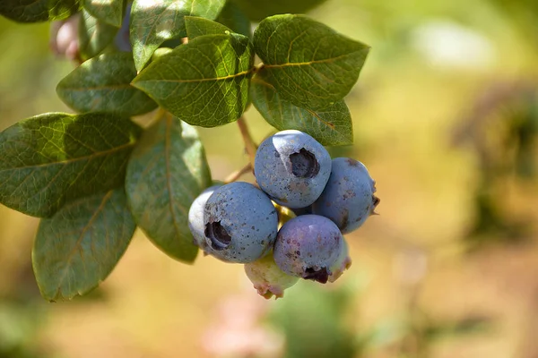 在灌木上的成熟的蓝莓 — 图库照片