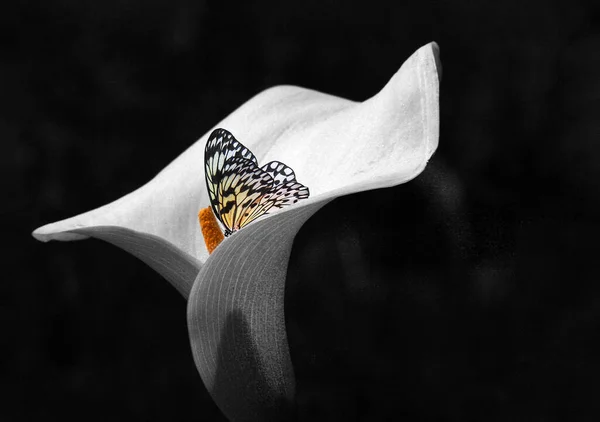 Boom Nimf Vlinder Witte Calla Lelie Geïsoleerd Zwart — Stockfoto