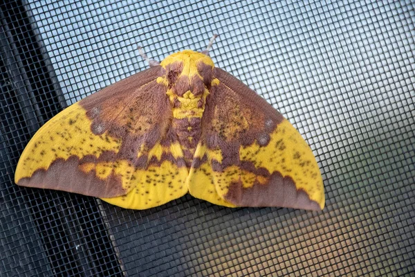 Extreme Close Imperial Moth Window Screen — Stock Photo, Image