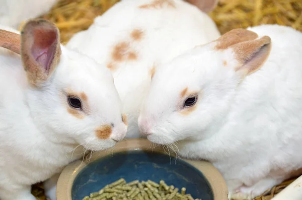 家养白兔和褐兔 吃碗中的食物小球 — 图库照片