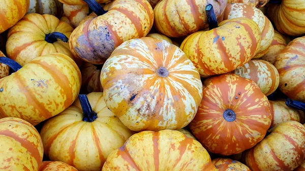 Närbild Höstens Gourdsamling — Stockfoto