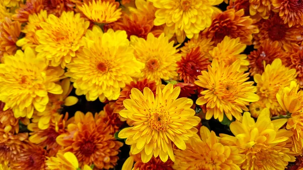 Altın Turuncu Sonbahar Anne Çiçeklerine Yakın — Stok fotoğraf