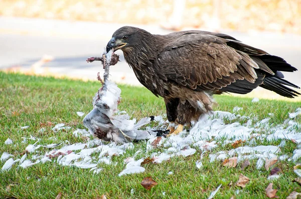 Ανώριμος Φαλακρός Αετός Που Τρώει Γλάρο Στο Γρασίδι — Φωτογραφία Αρχείου
