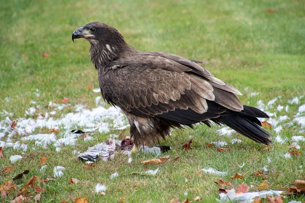 Unreife Weißkopfseeadler Fressen Eine Möwe Auf Grünem Gras — Stockfoto