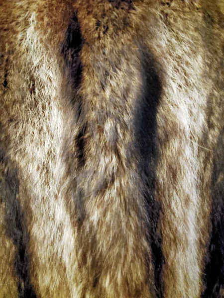 Close Nok Fur — стоковое фото