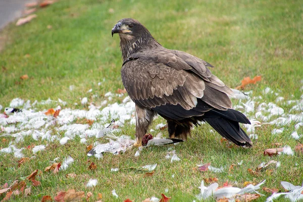 Ανώριμος Φαλακρός Αετός Που Τρώει Γλάρο Στο Πράσινο Γρασίδι — Φωτογραφία Αρχείου