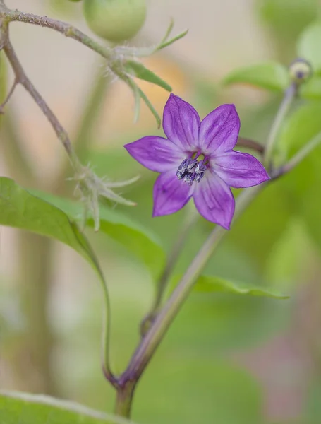 Purple pepper flower — Stock Photo, Image