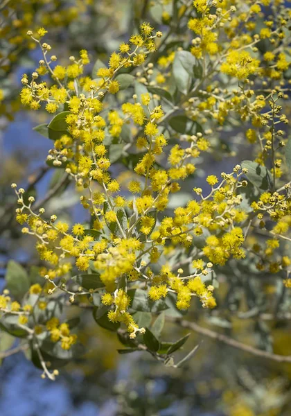 Australiano Wattle Flores — Fotografia de Stock