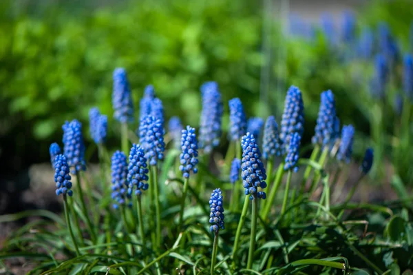 Voorjaar Zomer Achtergrond Bloeiende Blauwe Hyacint Een Groene Glade Zon — Stockfoto