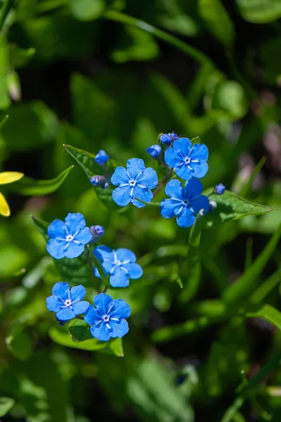 Azul Esquecer Nots Condições Naturais Grama Verde Primavera Tema Verão — Fotografia de Stock