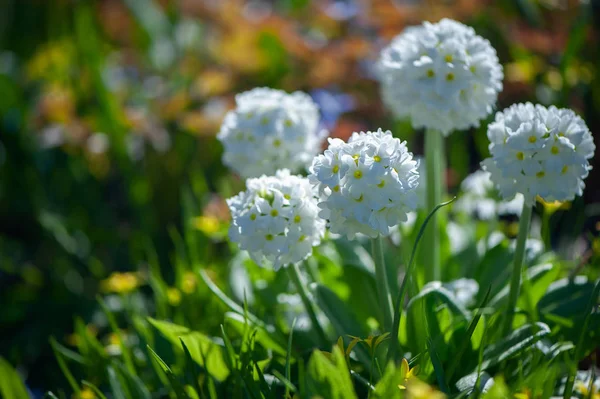 Kwitnący Denticulata Primula Biały Jasny Wiosenny Greeny Wiosna Lato Tle — Zdjęcie stockowe