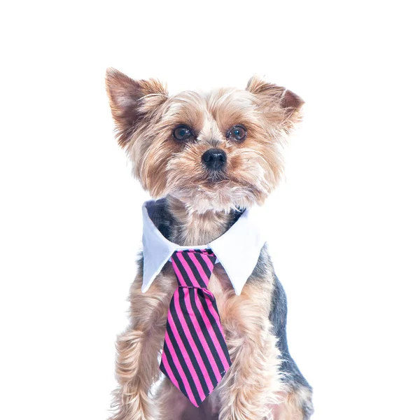 Dog Yorkshire Terrierin Tie White Collar Education Training Dogs Boss — Stock Photo, Image