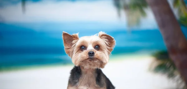 Dog Beach Concept Recreation Want Vacation Yorkshire Terrier Sea — Stock Photo, Image