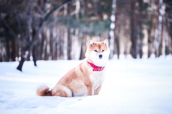 Pies Rasy Shiba Inu Siedzi Śniegu Tle Lasu Piękny Zimowy — Zdjęcie stockowe