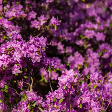  Ormangülü pembe, eflatun çiçek taze çiçek açmış. desen, çiçek