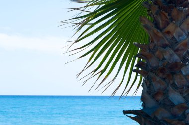 Çerçeve, arka plan, palmiye ağacı ve mavi deniz, metin için yer. Tema tatil, eğlence, deniz