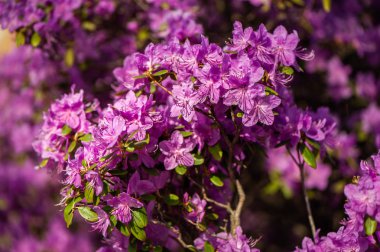  Ormangülü pembe, eflatun çiçek taze çiçek açmış. desen, çiçek