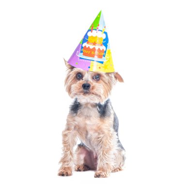 Sevimli köpek, yorkshire terrier karnaval parti şapkalı doğum günü kutluyor