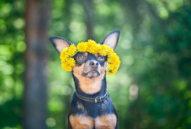 şirin köpek yavrusu, bahar çiçekleri yeşil bir orman, bir köpek portresi doğal bir arka plan üzerinde bir çelenk içinde a köpek. Bahar yaz Tema