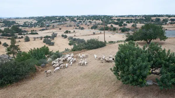 Troupeau Moutons Paissant Dans Une Prairie — Photo