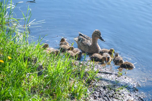 Duck Small Ducklings Pond Sunny Summer Day — Stock Photo, Image