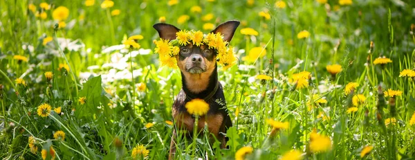 Schattige Puppy Een Hond Een Krans Van Lentebloemen Een Bloeiende — Stockfoto