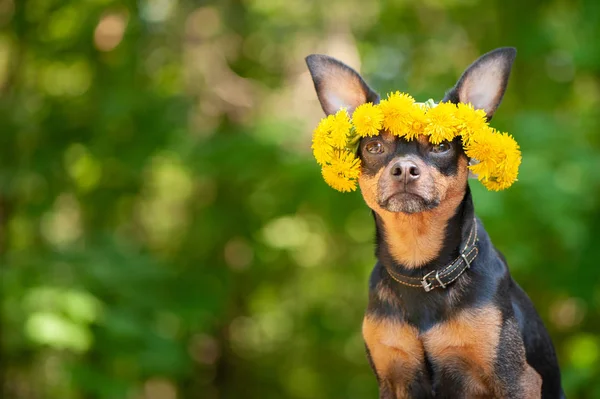 Niedlichen Welpen Ein Hund Einem Kranz Von Frühlingsblumen Auf Einem — Stockfoto