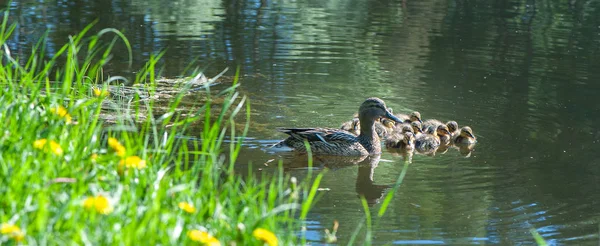 Pato Con Patitos Pequeños Estanque Día Soleado Verano —  Fotos de Stock