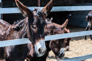 Tükenmez kalemle komik eşek