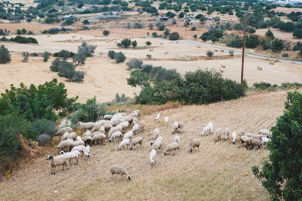 Troupeau Moutons Paissant Dans Une Prairie — Photo