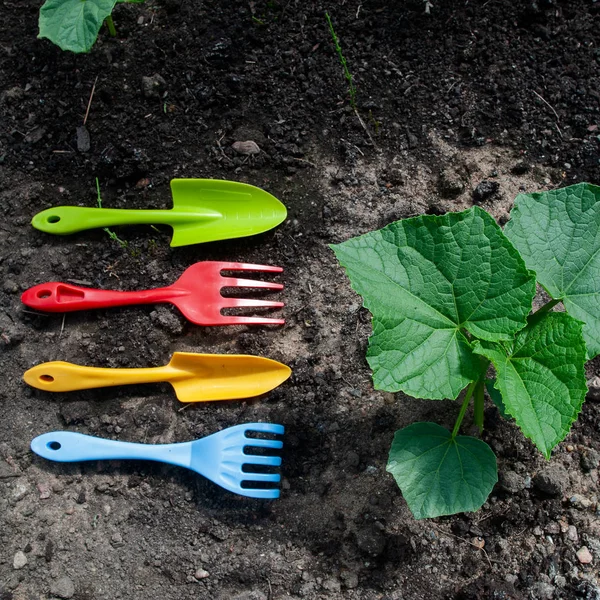 Conceito Cultivo Vegetais Jovens Brotos Pepino Instrumentos Coloridos Chão — Fotografia de Stock