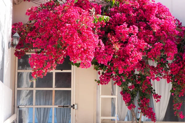 Janela Branca Cercada Por Bougainvillea Vermelho Florescendo — Fotografia de Stock