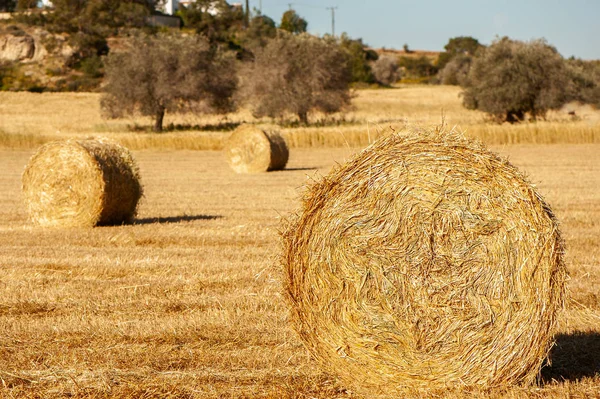 Μεγάλες Στρόγγυλες Μπάλες Άχυρο Στάχυα Θυμωνιές Χόρτου Στο Χωράφι Στις — Φωτογραφία Αρχείου