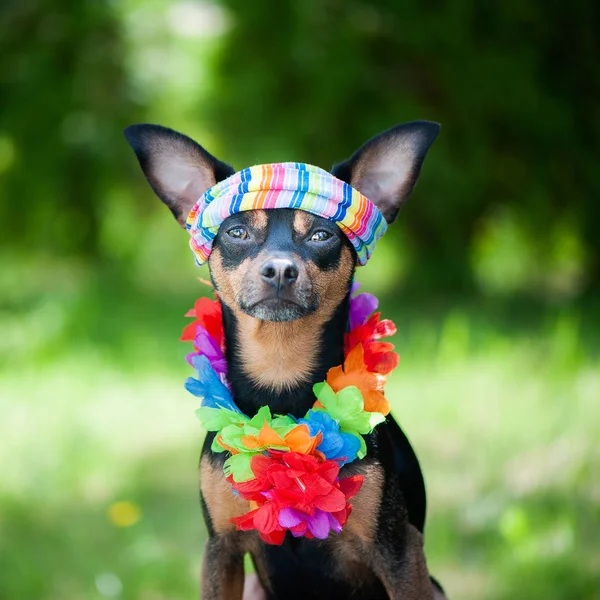 Dog, a puppy in the Hawaiian style . Tourist, traveler., Fashion. Toy Terrier