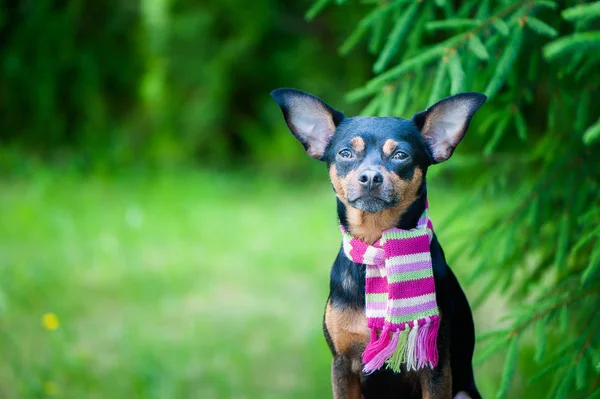 Cão Bonito Cachorro Lenço Sentado Fundo Folhagem Verde Espaço Para — Fotografia de Stock