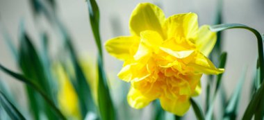 Sarı nergis doğal yeşil arka plan Bahçe, makro üzerinde. Nergis içinde vivo. Metin için yer