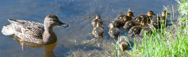 Canard Avec Petits Canetons Dans Étang Par Une Journée Été — Photo