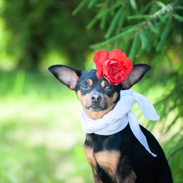 Cão Bonito Cachorro Uma Coroa Flores Sentado Fundo Folhagem Verde — Fotografia de Stock