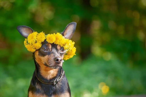 Милый Щенок Собака Венке Весенних Цветов Естественном Фоне Зеленого Леса — стоковое фото