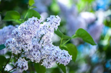 Yeşil, doğal arka plan, metin, alan üzerinde hassas leylak kartpostal