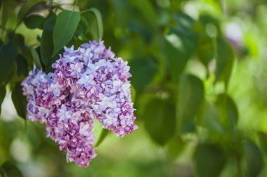 Yeşil, doğal arka plan, metin, alan üzerinde hassas leylak kartpostal