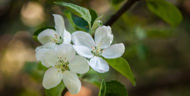 Çiçek bahar nazik arka plan, mavi ve pembe tonlarda çiçeklenme kiraz sakura dalları. Metin için yer