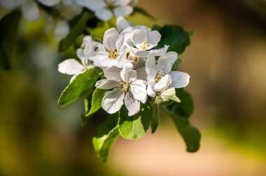 Çiçek bahar nazik arka plan, mavi ve pembe tonlarda çiçeklenme kiraz sakura dalları. Metin için yer