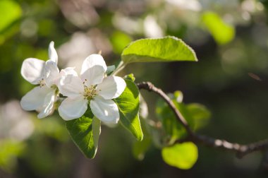 Çiçek bahar nazik arka plan, mavi ve pembe tonlarda çiçeklenme kiraz sakura dalları. Metin için yer